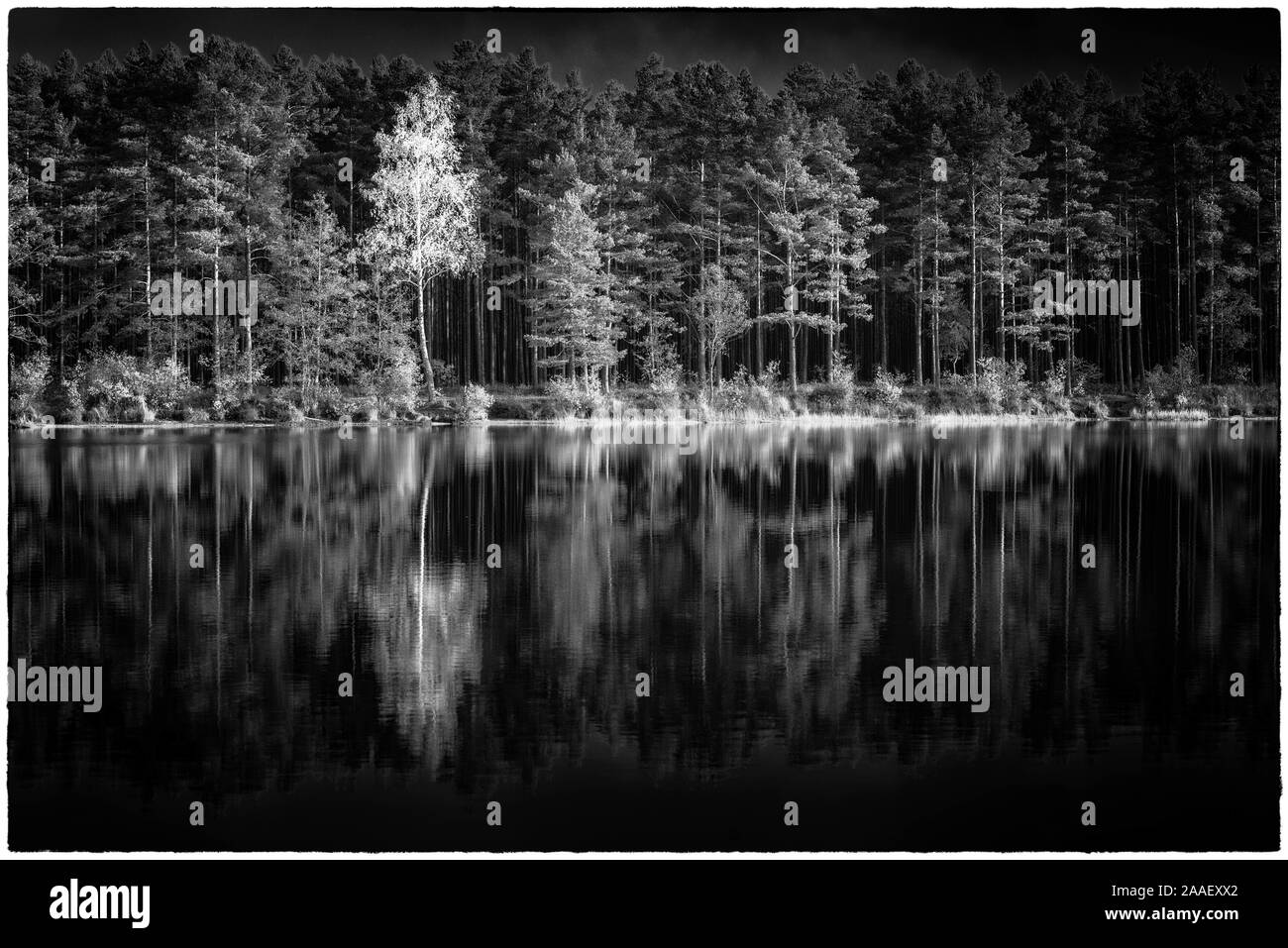 Blick auf Kingari See. Schwarz und Weiß. Lettische Natur. Schöne Landschaft. Stockfoto