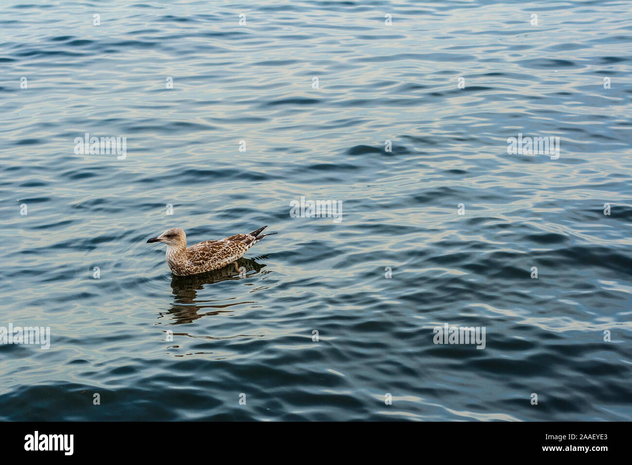 Junge europäische Silbermöwe driften auf Ostsee Wasser mit Platz kopieren Stockfoto