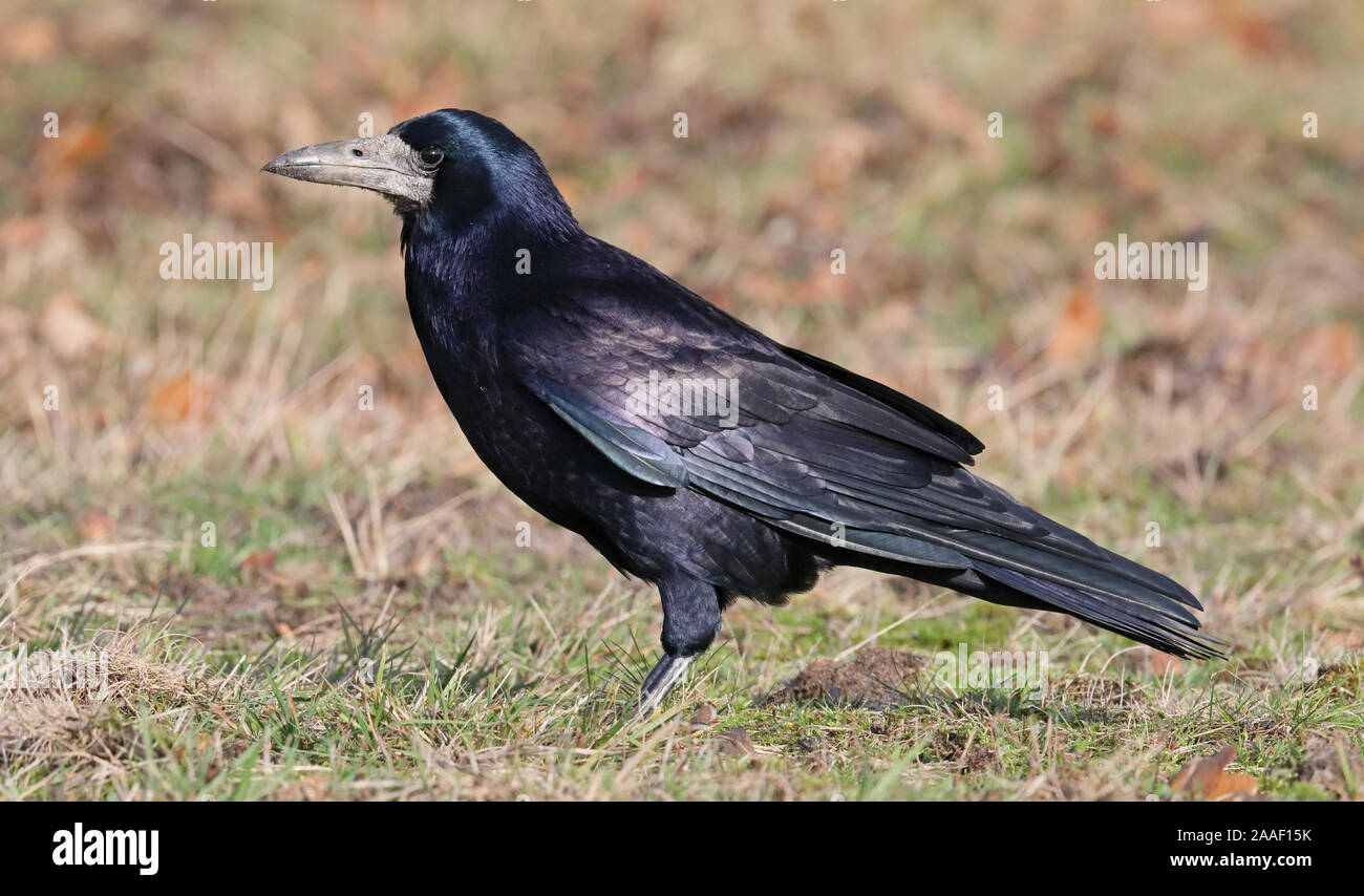 Rook (Corvus frugilegus) steht auf Gras im Sonnenlicht mit glänzenden Federn und Augenkontakt Stockfoto