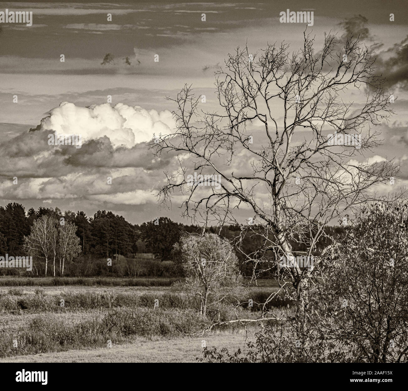 Schönen Herbst Landschaft. Blick auf Wald und Feld. Lettische Natur. Sepia. Stockfoto