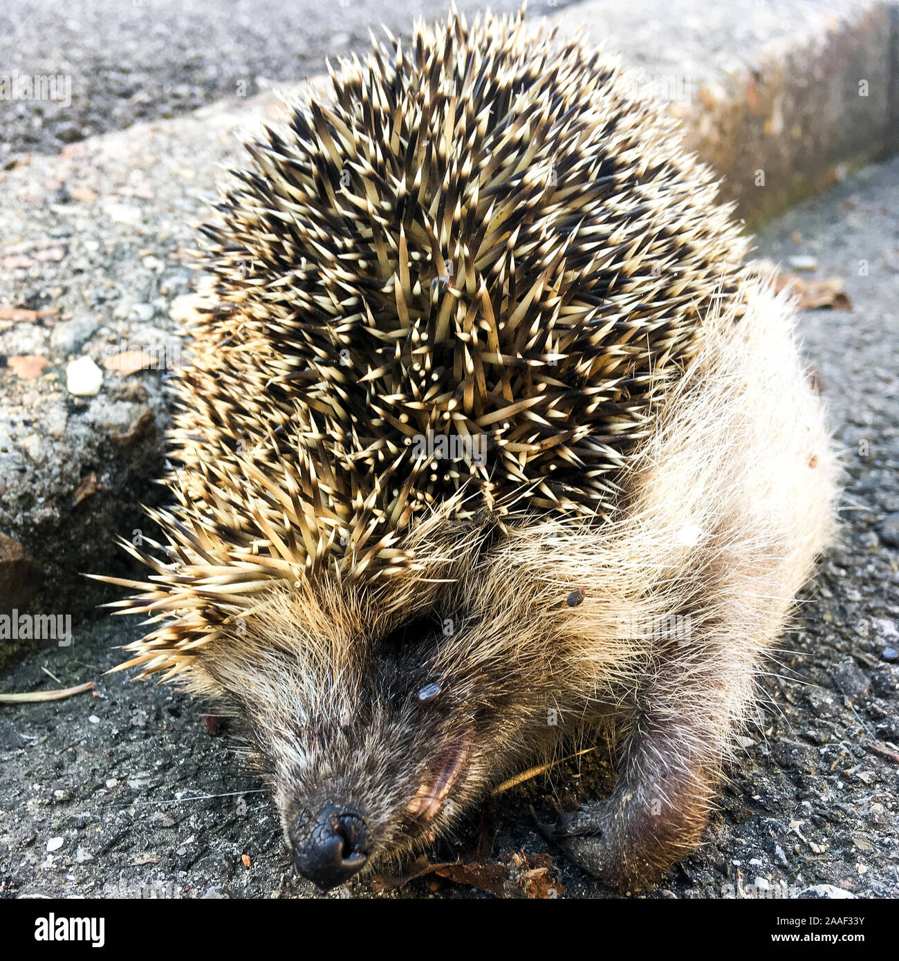 Igel Legt Sich Auf Die Seite