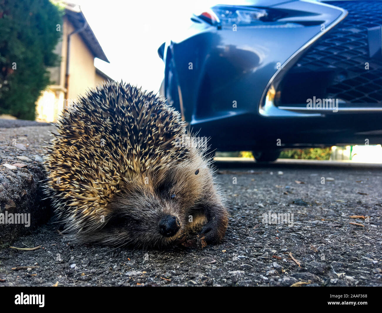 Igel Legt Sich Auf Die Seite