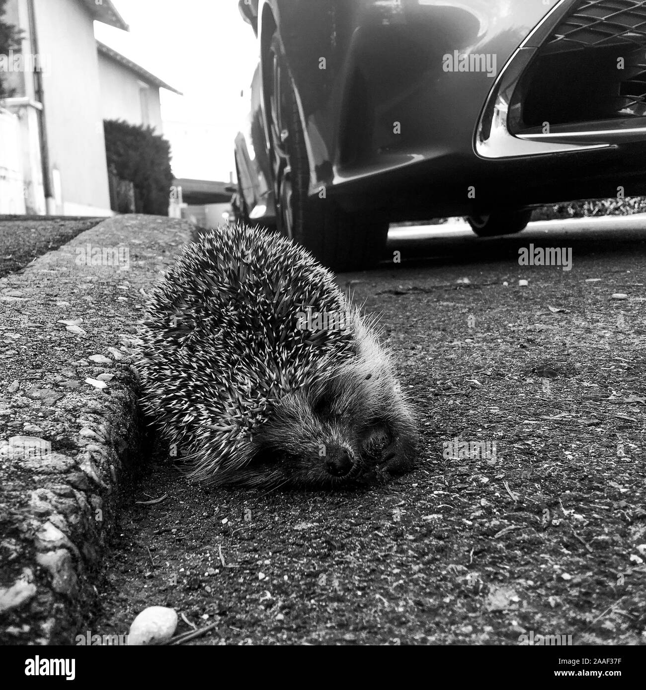 Igel Legt Sich Auf Die Seite