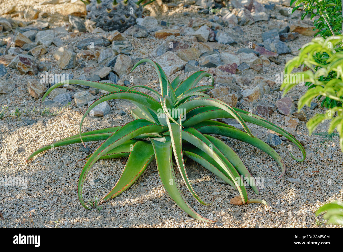 Aloe vera, eine sukkulente Pflanze, wächst wild in tropischen Klimazonen rund um die Welt Stockfoto