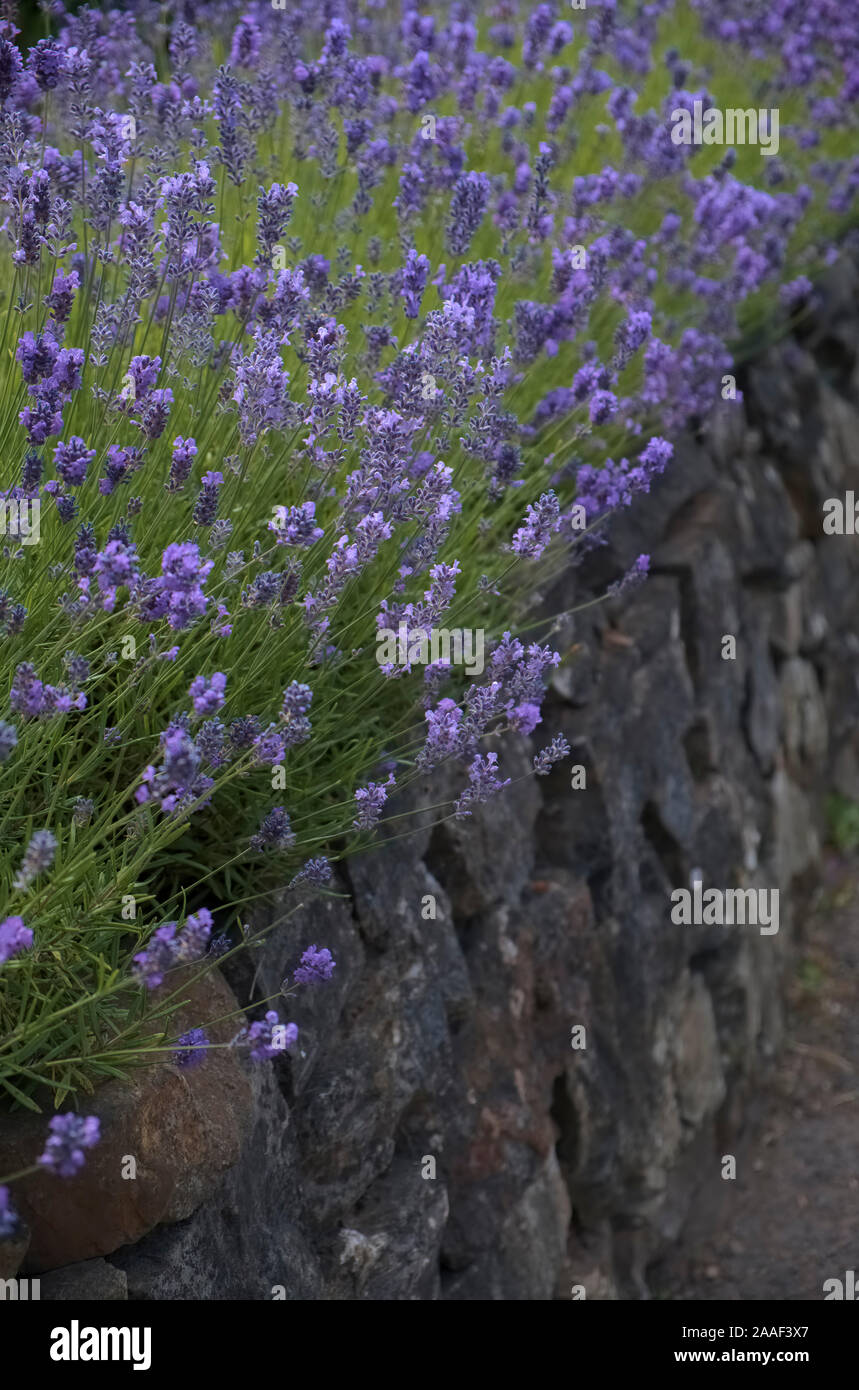 Lavendel - Lavandula angustifolia auf einem Garten Wand gefüllt mit Boden - bekannt als Ein kornisches Hedge wachsende Stockfoto