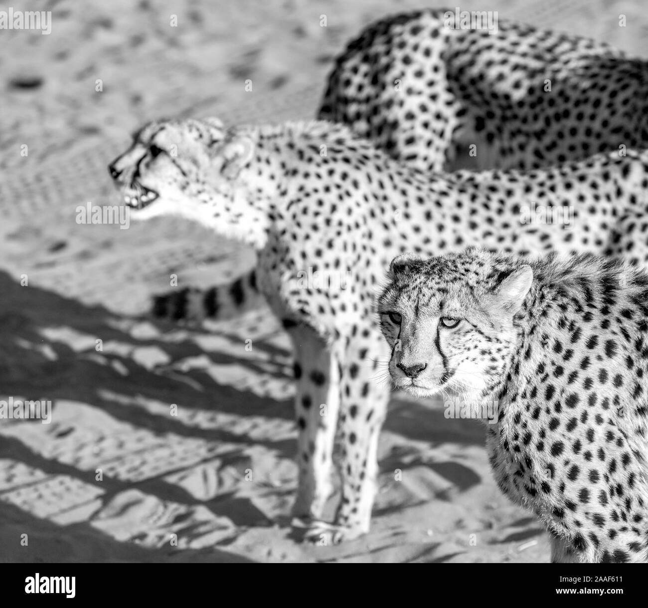 Gepard in der Kalahari Wüste, Namibia, Afrika Stockfoto