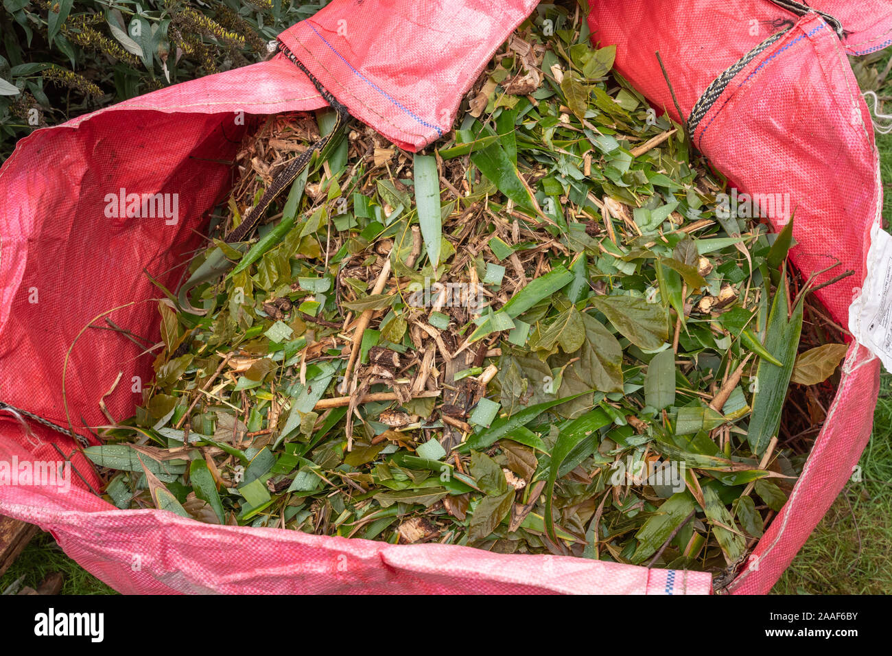 Geschredderte Gartenabfälle in einem schweren roten Abfallsack Stockfoto