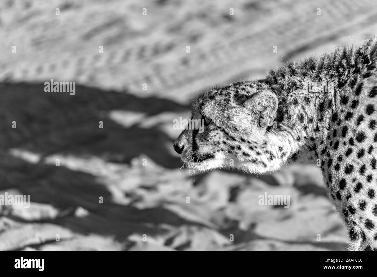 Gepard in der Kalahari Wüste, Namibia, Afrika Stockfoto