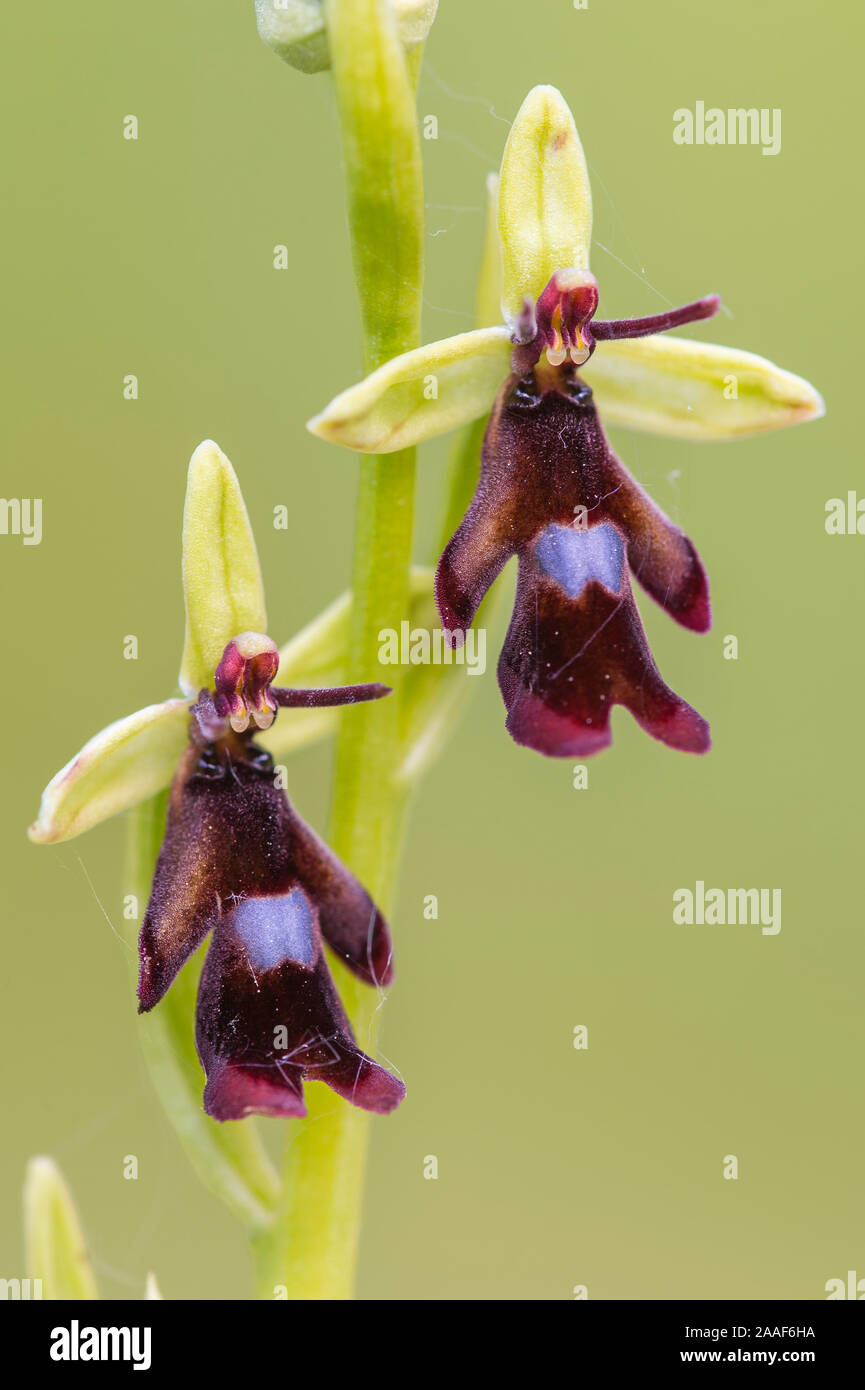 Orchidee, Fliegen-Ragwurz, Ophrys insectifera, Stockfoto