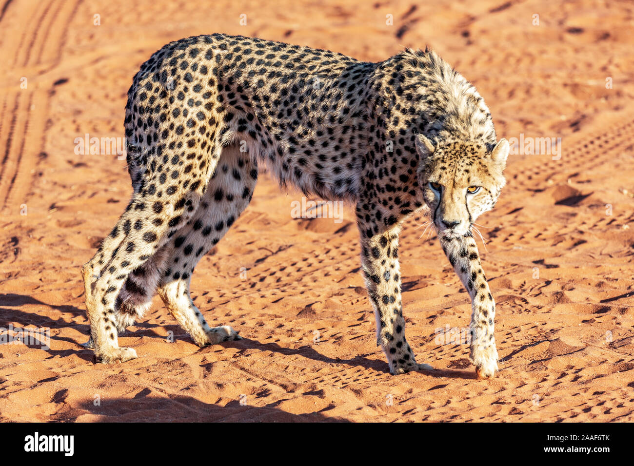 Gepard in der Kalahari Wüste, Namibia, Afrika Stockfoto