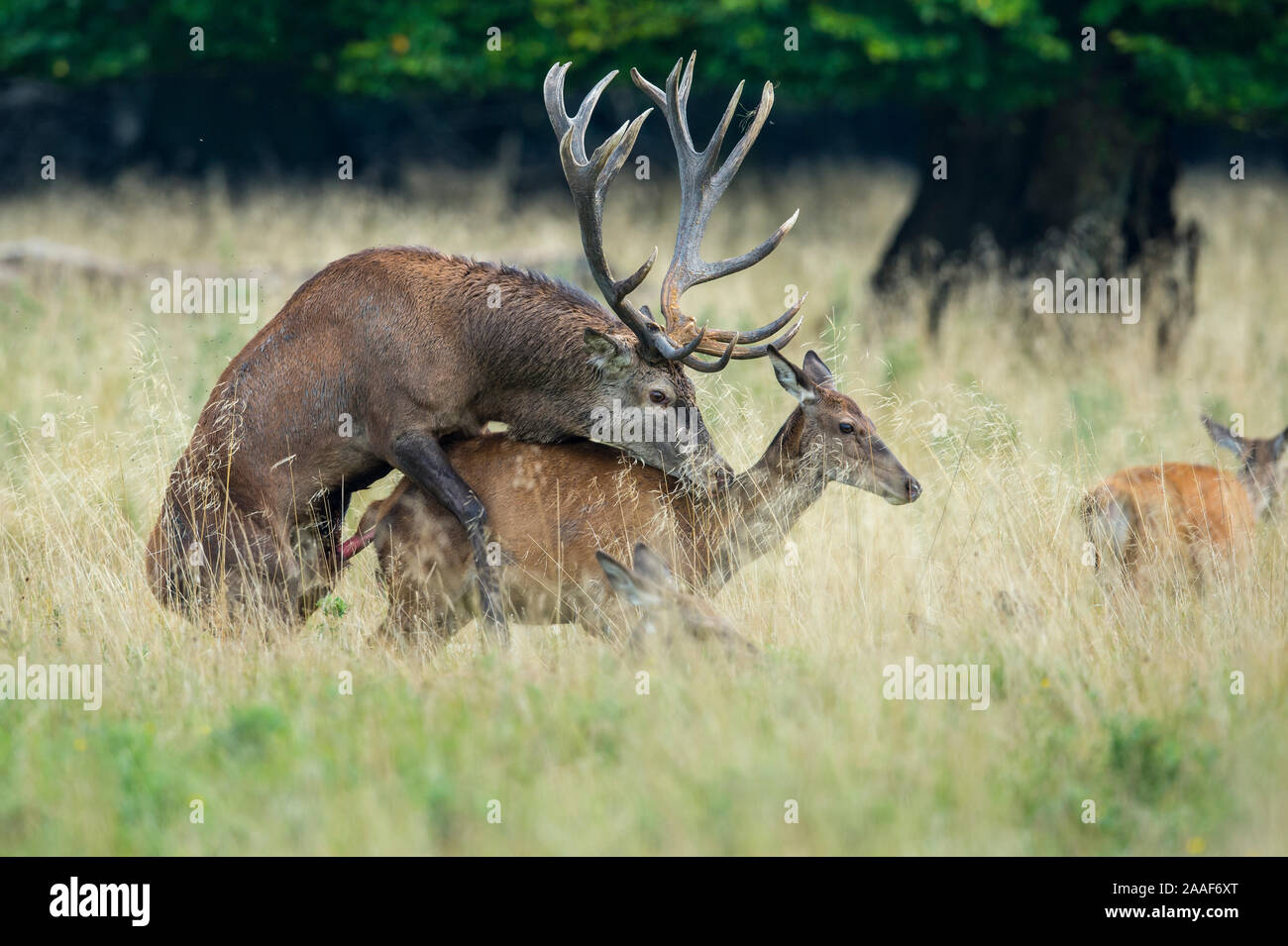 Rothirsch in der Brunftzeit Stockfoto