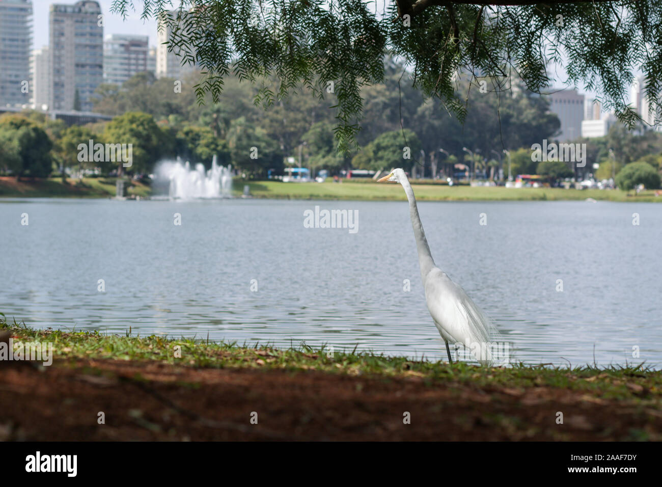 Szenen aus dem Ibirapuera Park in der Stadt São Paulo, Brasilien Stockfoto