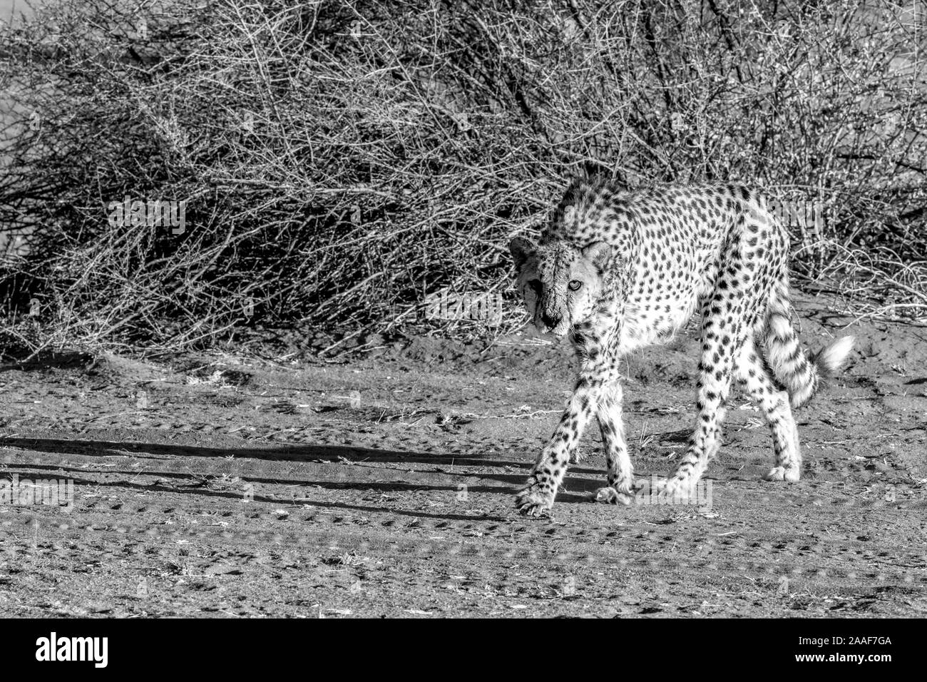 Gepard in der Kalahari Wüste, Namibia, Afrika Stockfoto