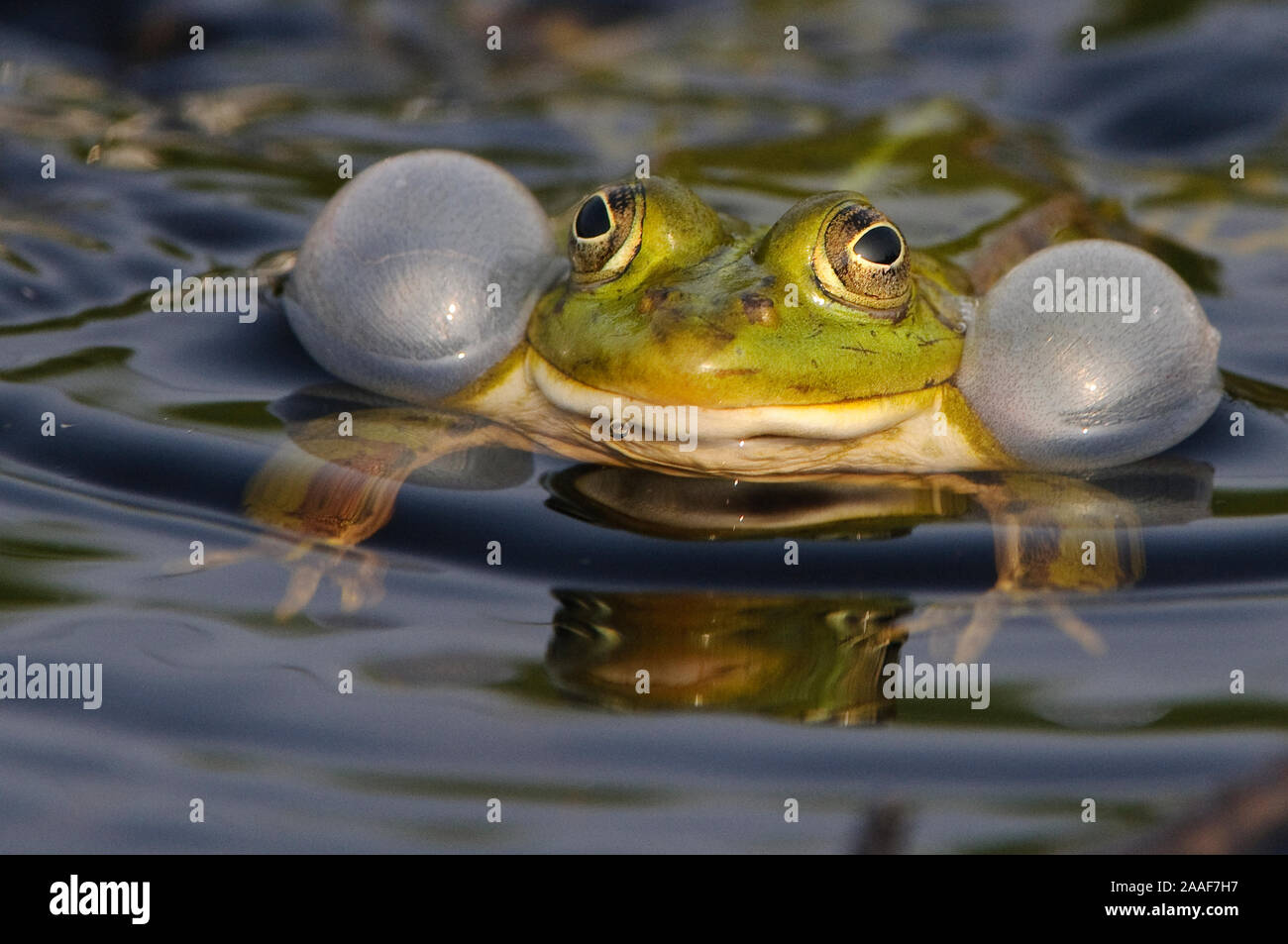 Wasserfrosch, Teichfrosch, Rana esculenta, Pelophylax seculentus, Stockfoto