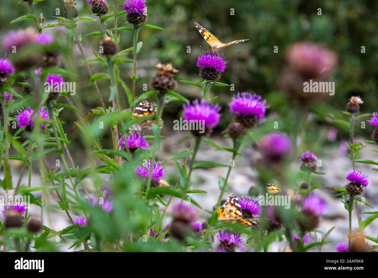 Bemalte Schmetterlinge der Lady (Vanessa cardui), die sich auf Common Knapweed (Centaurea nigra) am Fluss Ettrick ernähren Stockfoto