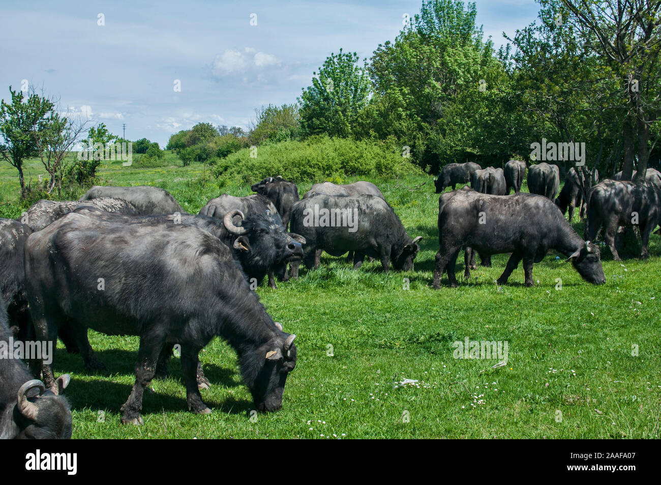 Schwarz mediterrane Wasserbüffel Herde weiden auf grünem Gras Stockfoto