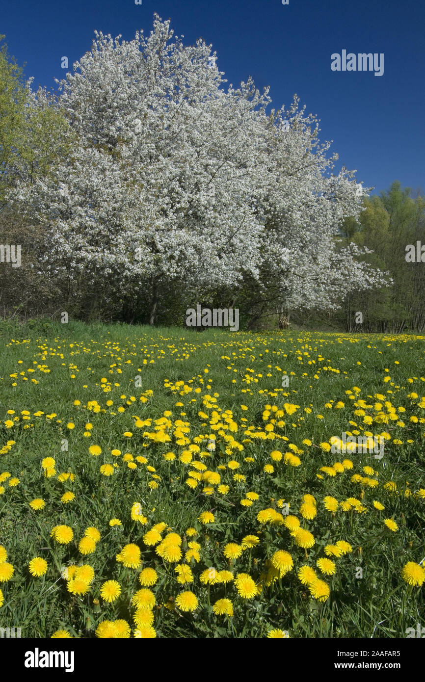 Bl' hende Kirschenb‰ume am Rande eine Fr'hlingswiese, Kirsche, Lˆwenzahn, gr'n, Butterblume, Blume, Strauch, Hecke, blauer Himmel, 10 Bl', Bl'te, Fr hl Stockfoto