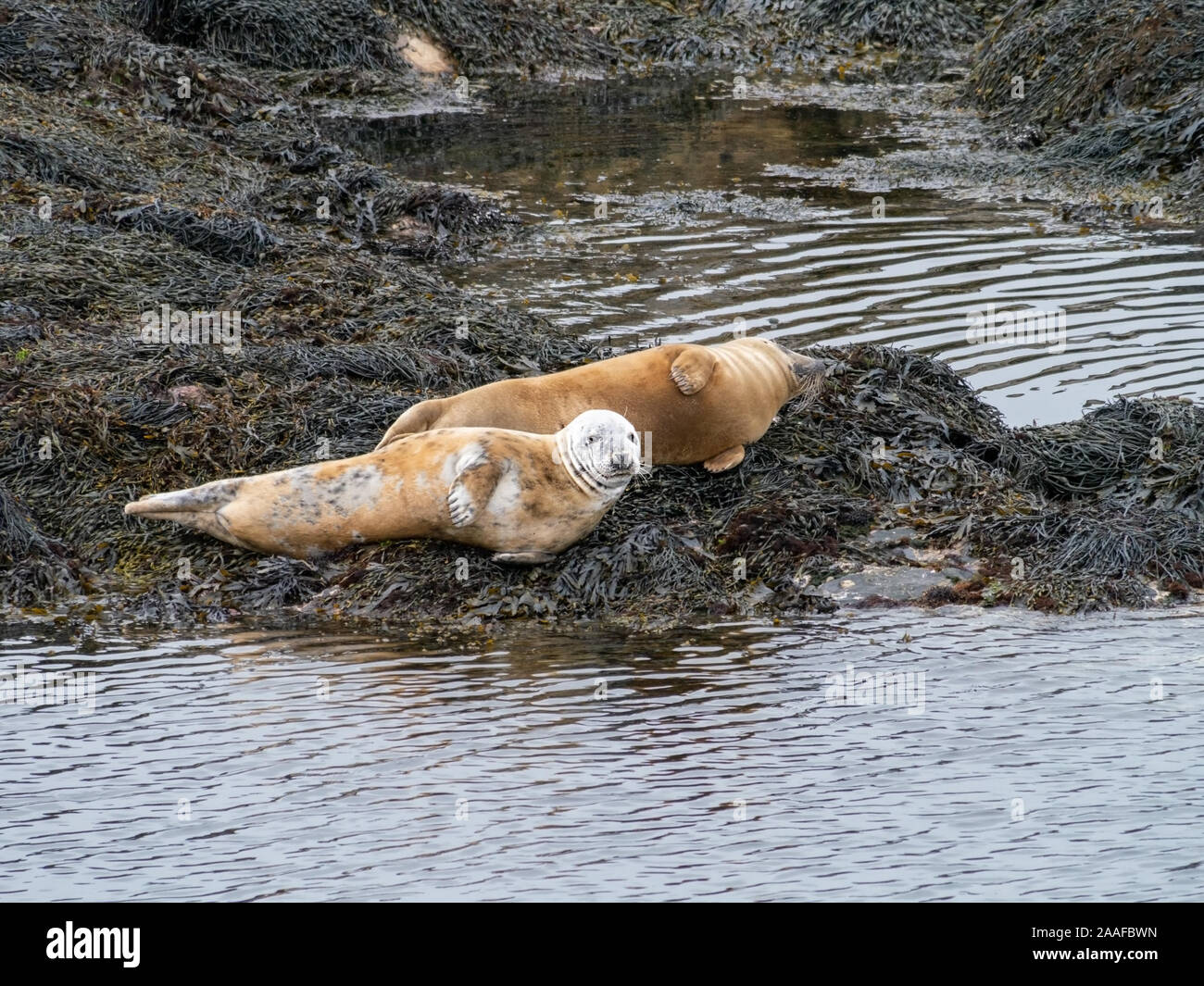 Seehunde Seehunde (Phoca vitulina), auf Algen Felsen bei Ebbe auf der Insel Colonsay, Schottland, UK abgedeckt Stockfoto