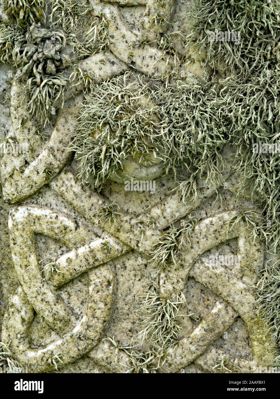 Nahaufnahme von Flechten wachsen auf keltischen Knoten geschnitzt Grabstein, untere Kilchattan Friedhof, von der Insel Colonsay, Schottland, Großbritannien Stockfoto