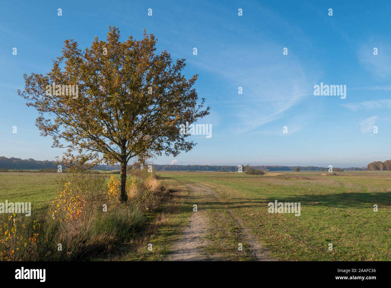Baum neben dem Wanderweg "Vallei van het Merkske'/'Merkske Valley" im Herbst, Kempen Belgien Stockfoto