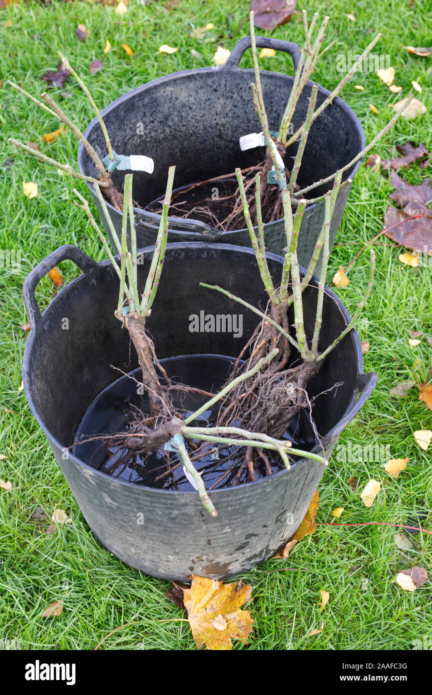 Einweichen bareroot Rosen im Wasser vor dem Einpflanzen. Stockfoto