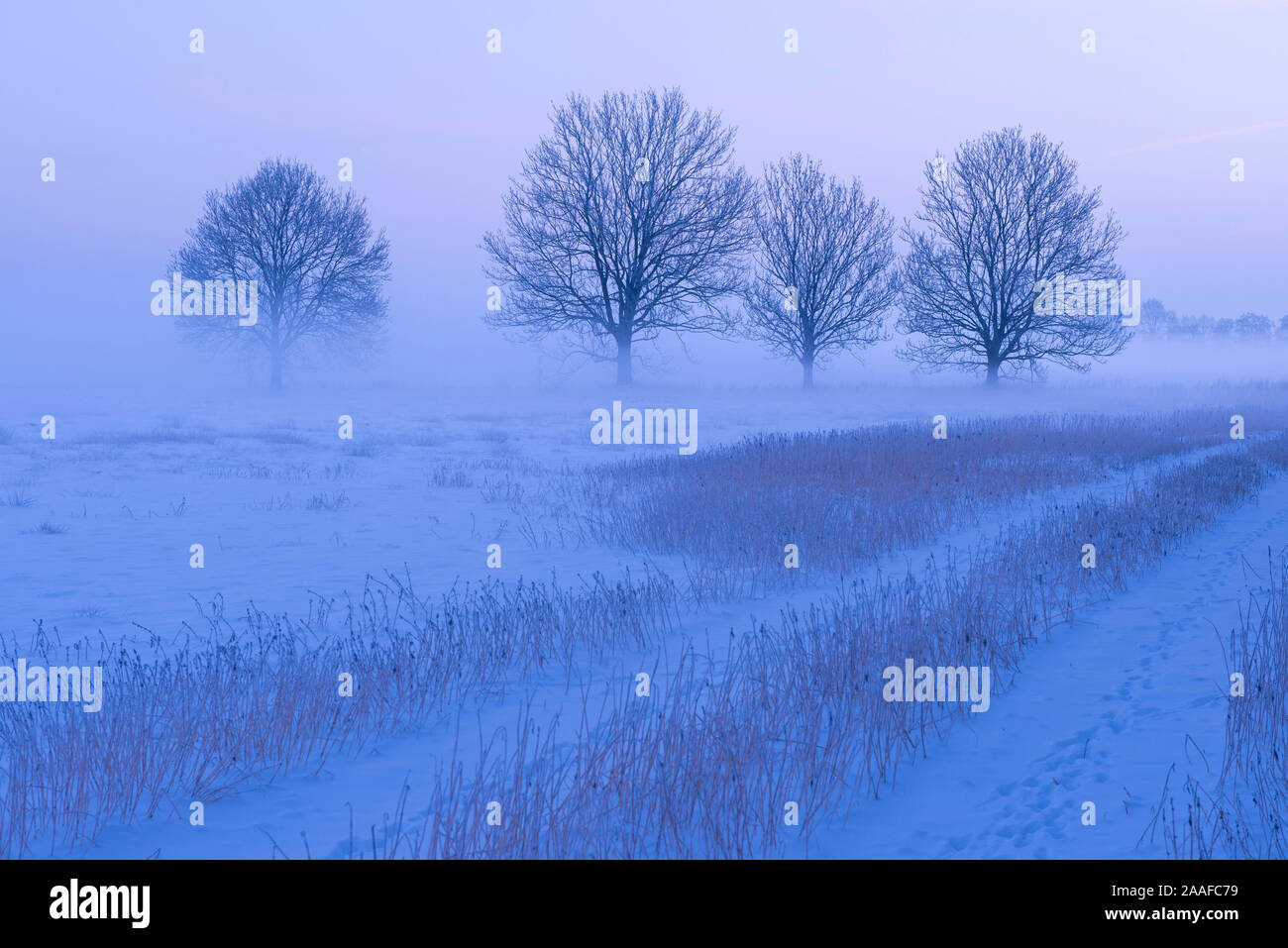 Wintermorgen - Baeume im Nebel Stockfoto