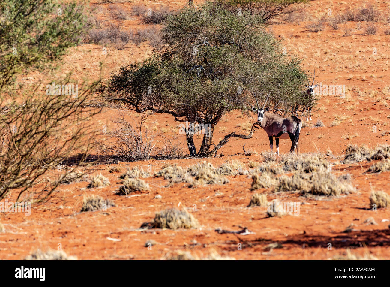 Die Tierwelt in der Kalahari Wüste, Namibia, Afrika Stockfoto