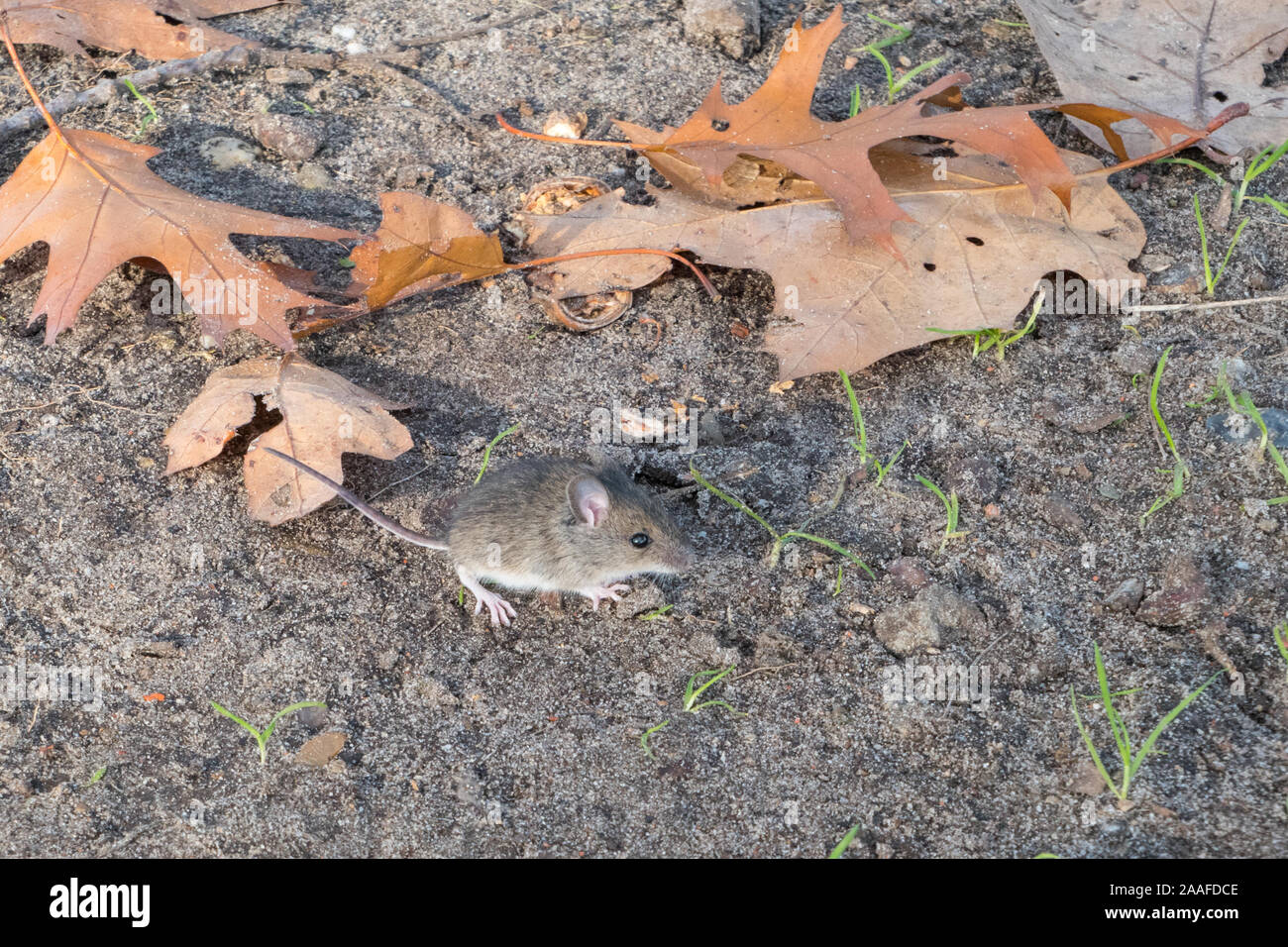 Gemeinsame vole (Microtus arvalis) Maus im Herbst Stockfoto