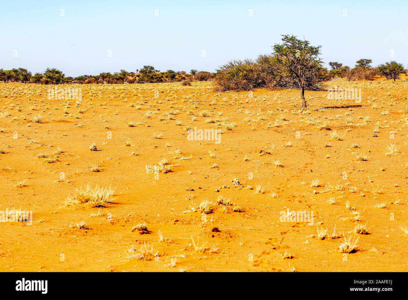 Die Tierwelt in der Kalahari Wüste, Namibia, Afrika Stockfoto