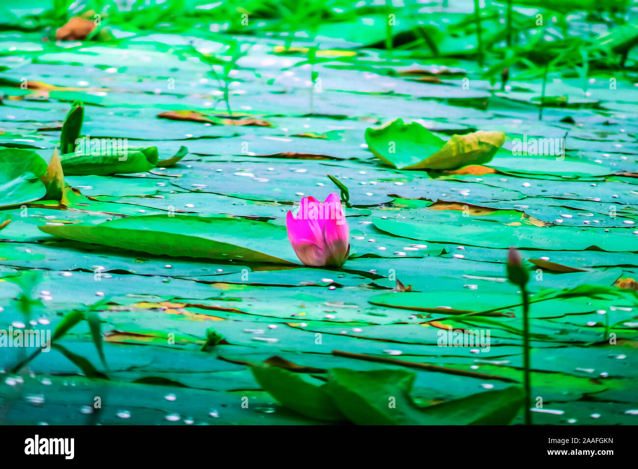 Die schönsten Seerosen Blüte in Bangladesch Stockfoto