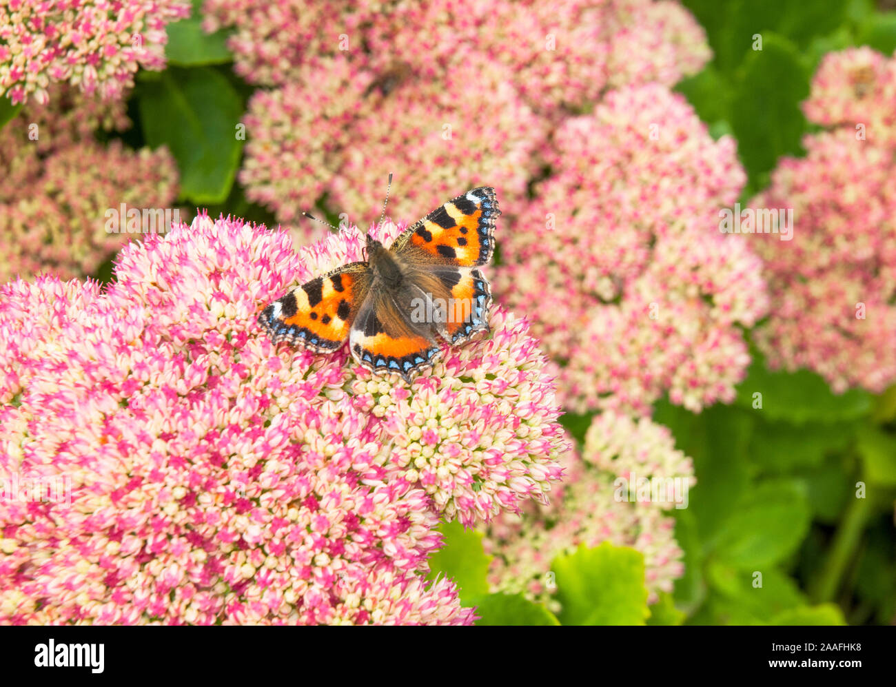 Schmetterling kleiner Fuchs Nymphalis urticae Fütterung auf Sedum spectabile Blumen. Ein saftiges mehrjährig und frosthart Anlage Stockfoto