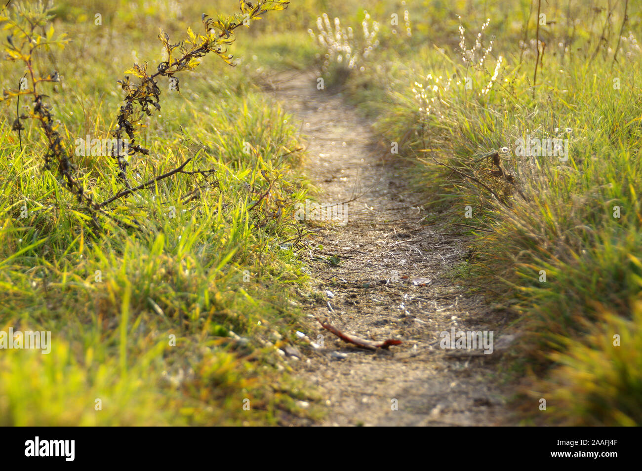 Ein mit Füßen weg durch die Wiese. Land straße im Herbst ländliche Szene. Stockfoto