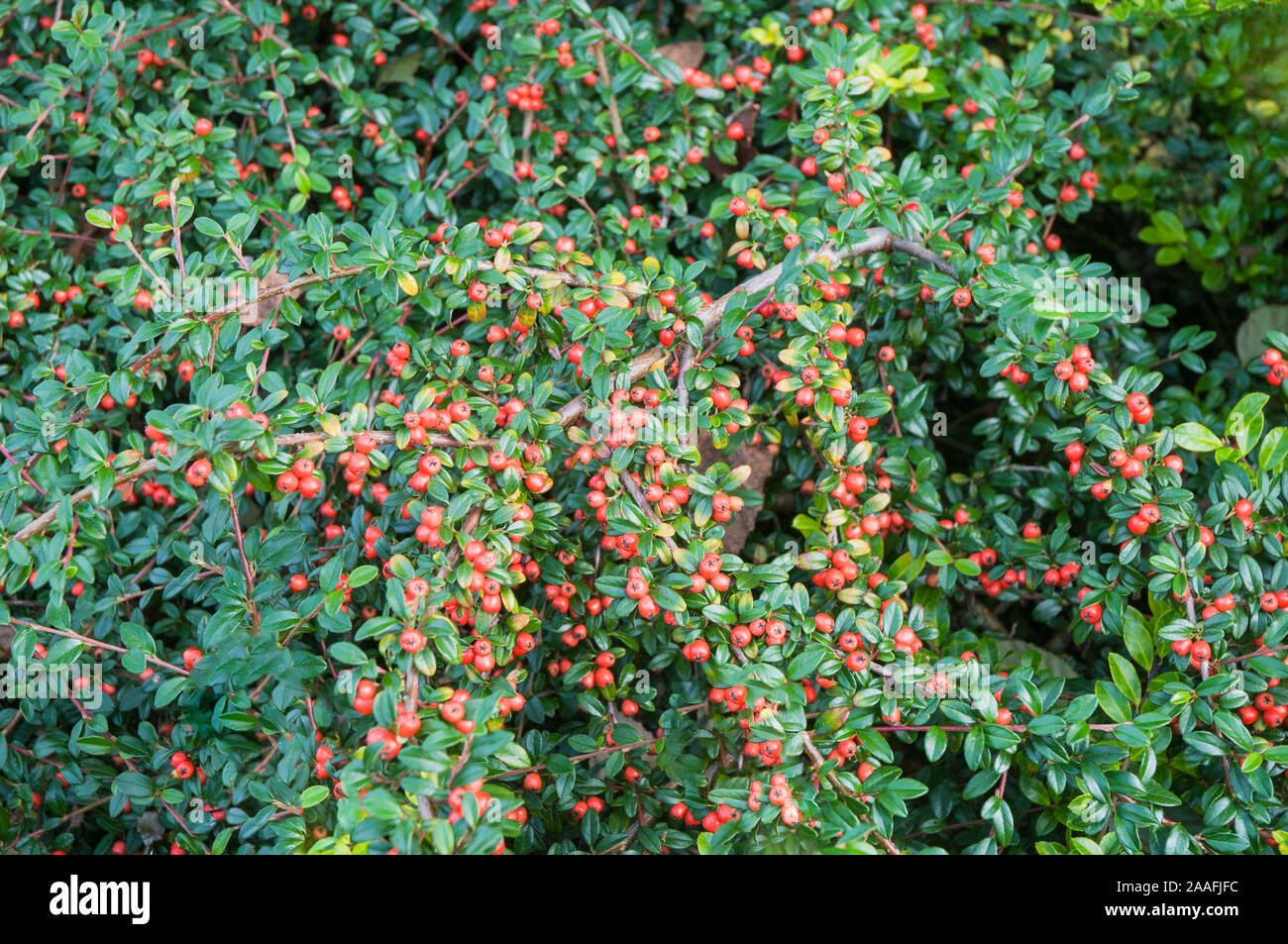 Cotoneaster Coral Beauty mit orange roten Beeren im Herbst. Ein Evergreen immergrüner Strauch, der Damm bilden und vollkommen winterhart und Halb Stockfoto