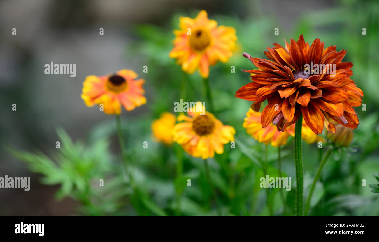 Rudbeckia hirta Cherokee Sunset, Mix, gemischt, das Einpflanzen von Kombination, Gelb, Rot, Rost, Farbe, Blumen, Blüte, RM Floral Stockfoto