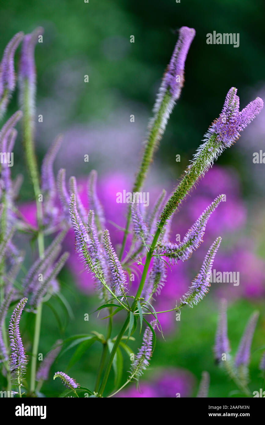 Veronicastrum virginicum Faszination, Culver's Root, Lila, Hellblau, Blumen, Blüte, Stängel, RM Floral Stockfoto