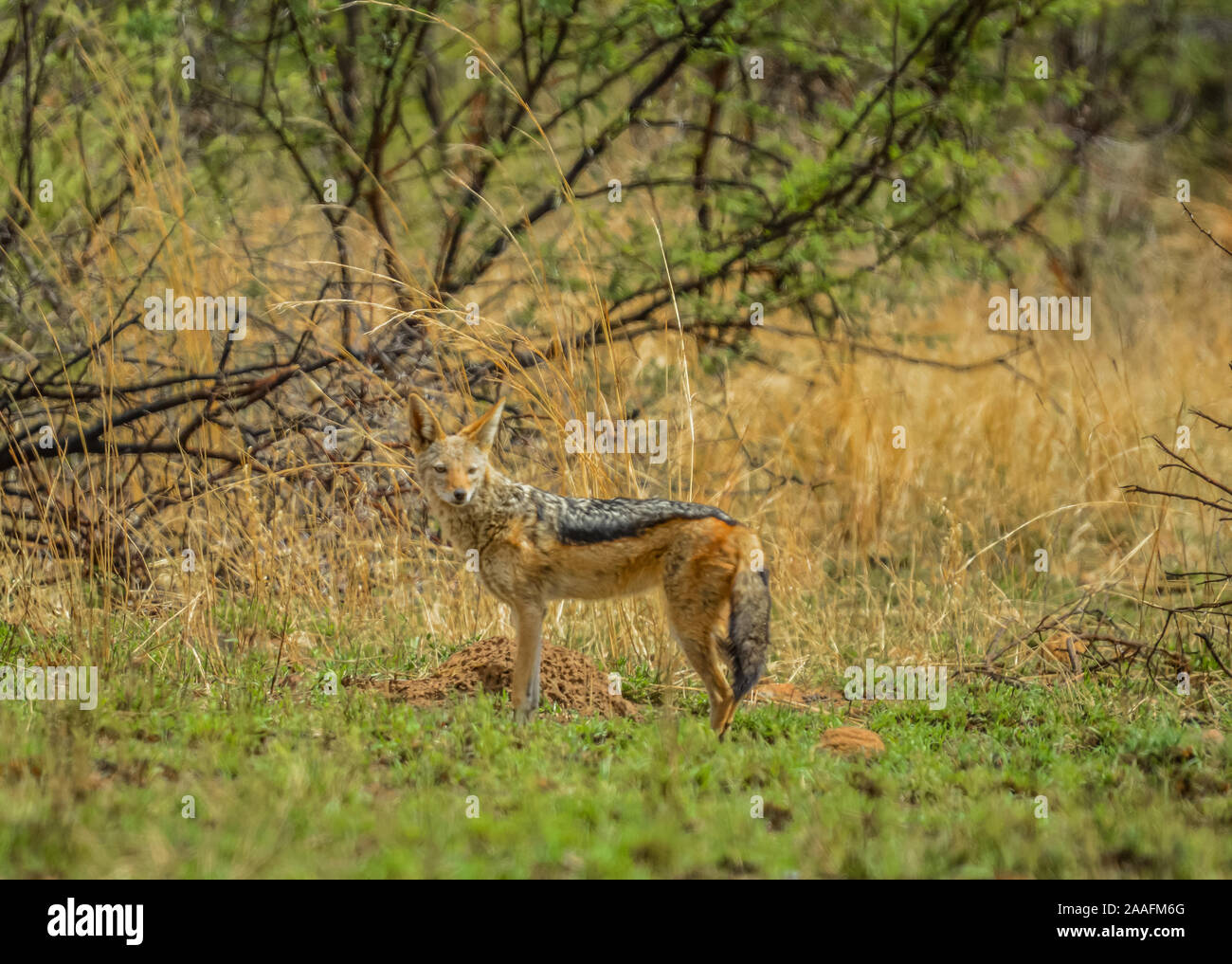 Eine isolierte Black backed jackal Canis Mesomelas in einem wilden Nature Reserve Südafrika Stockfoto