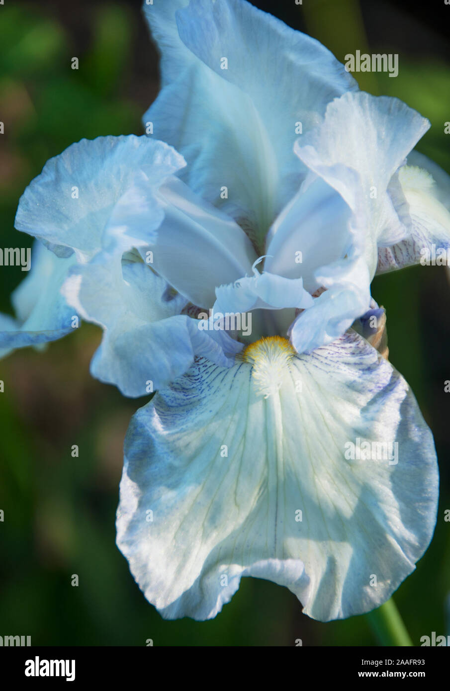 Iris "Jane Phillips" Stockfoto