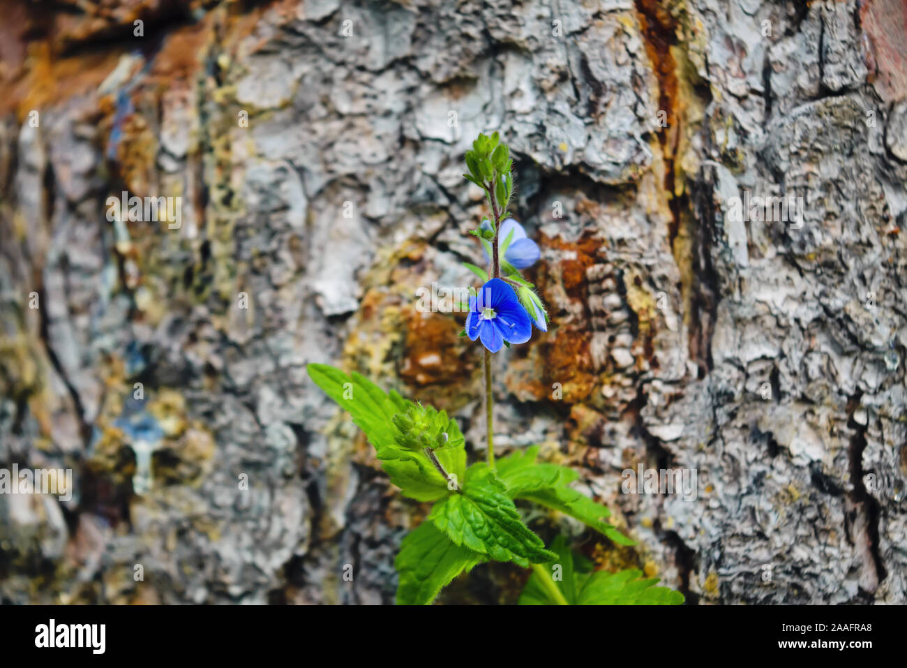 Blaue Blume in der Nähe. Frühling wilde Blumen auf natürlichen unscharfen dunklen Hintergrund, Soft Focus. Stockfoto