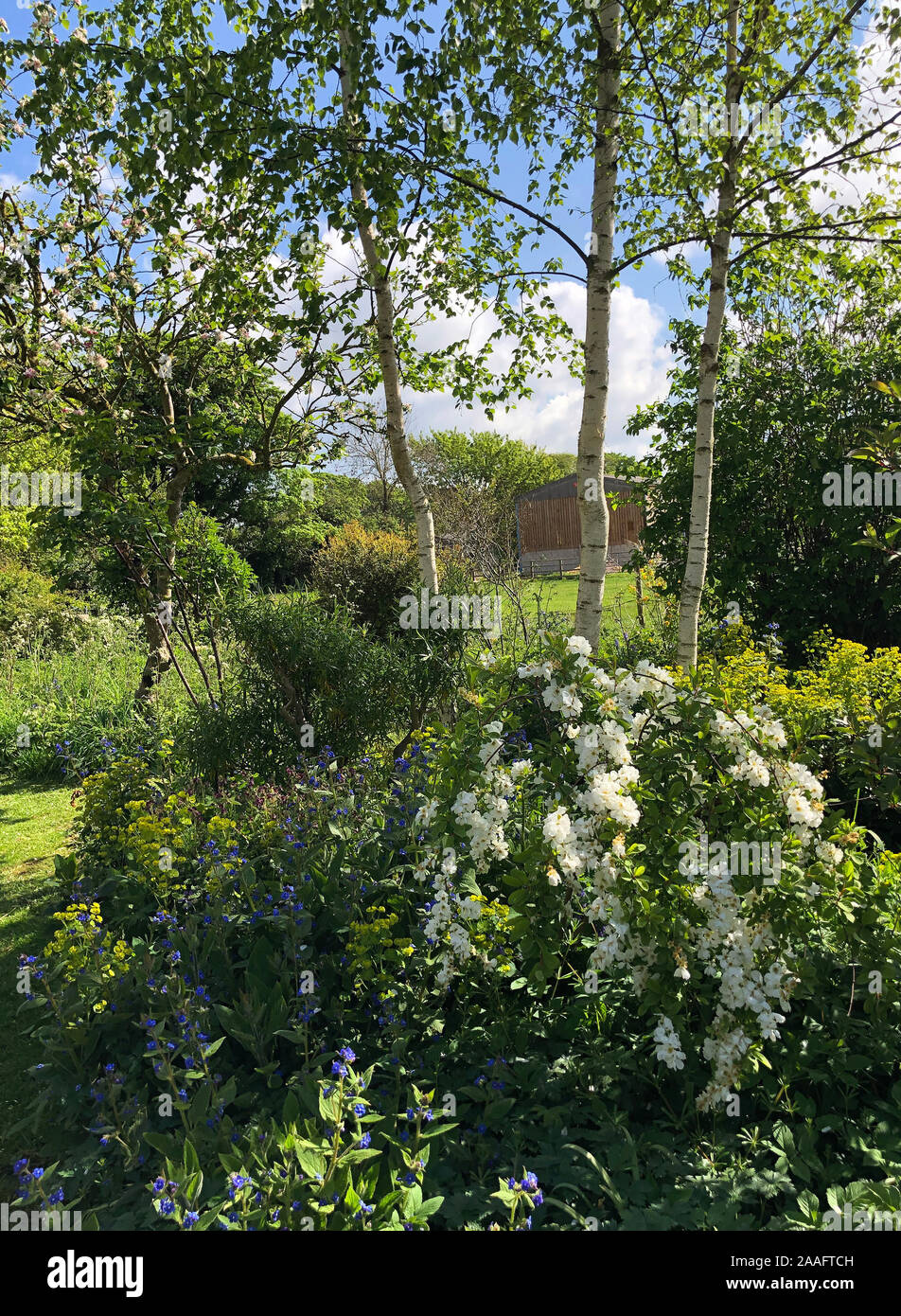 Eine Kaskade von Blossom - Exochorda macrantha 'The Bride' in der dappled Licht der alten Obstgarten Stockfoto