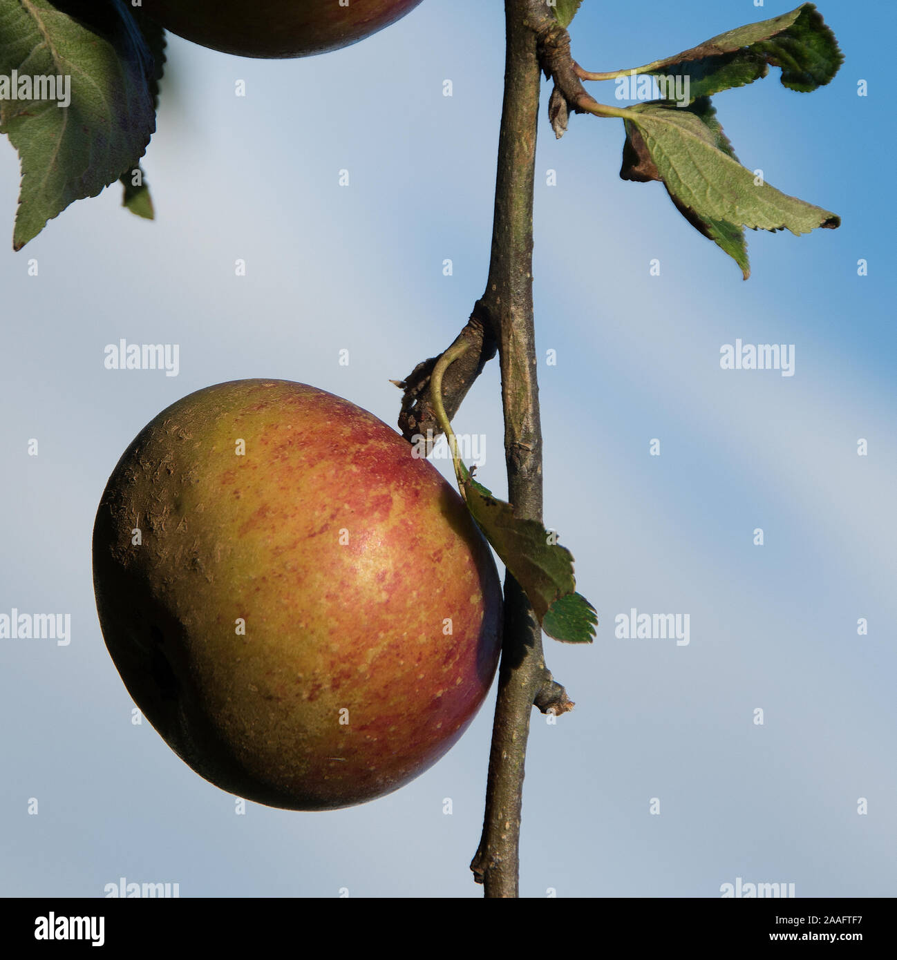 Apple 'Frühen' Victoria Reif für die Ernte Stockfoto