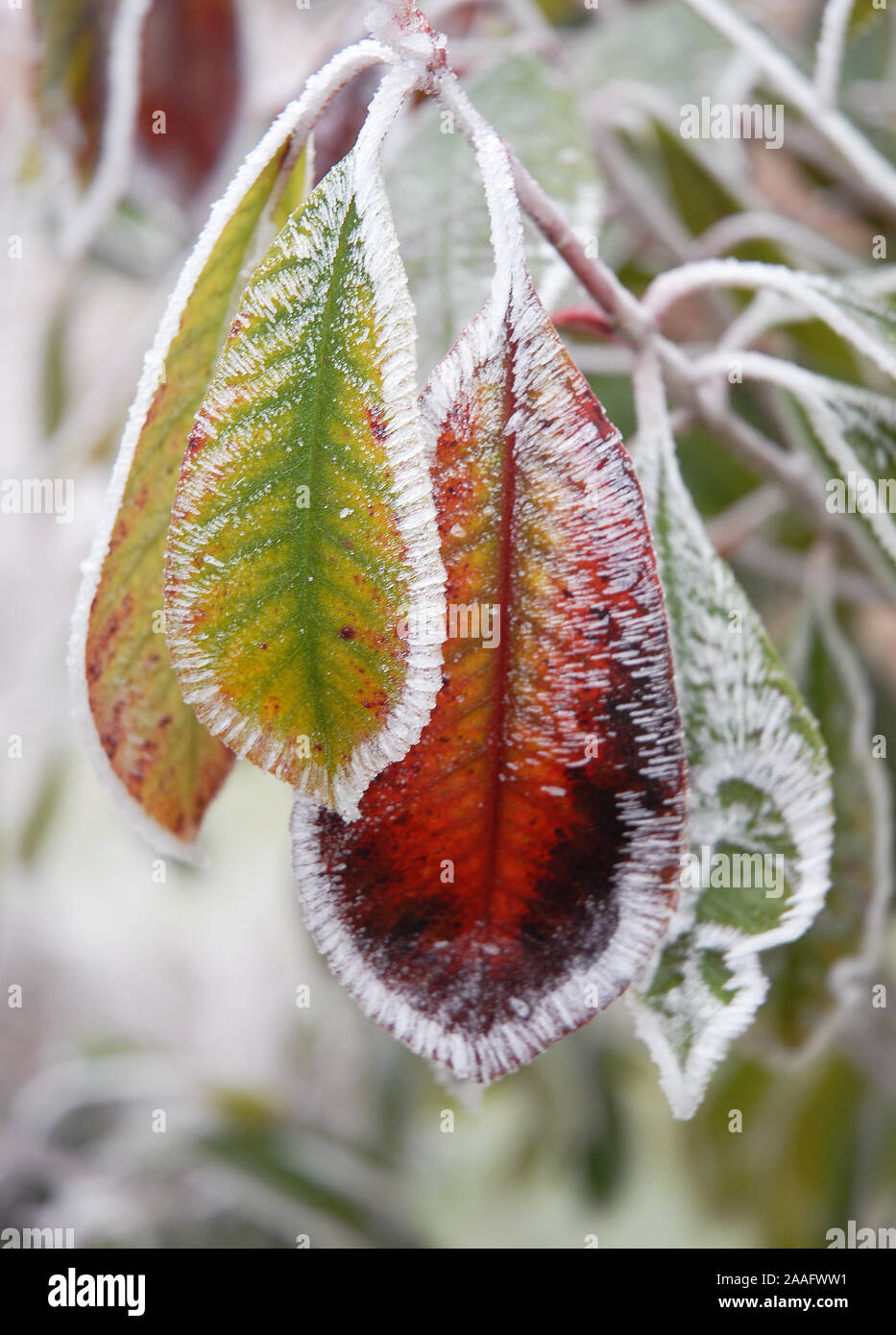 Photinia x fraseri 'Red Robin; umrandete in Reif ist wie blanket Stitch emmbroidery. Photinia einen immergrünen oder Sommergrünen Strauch oder Baum, mit einfachen l Stockfoto