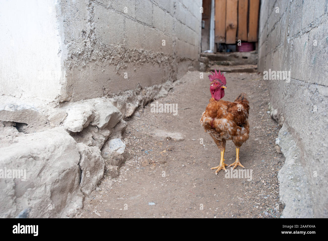 Ein Geflügel in San Jorge La Laguna, Solola, Guatemala. Stockfoto