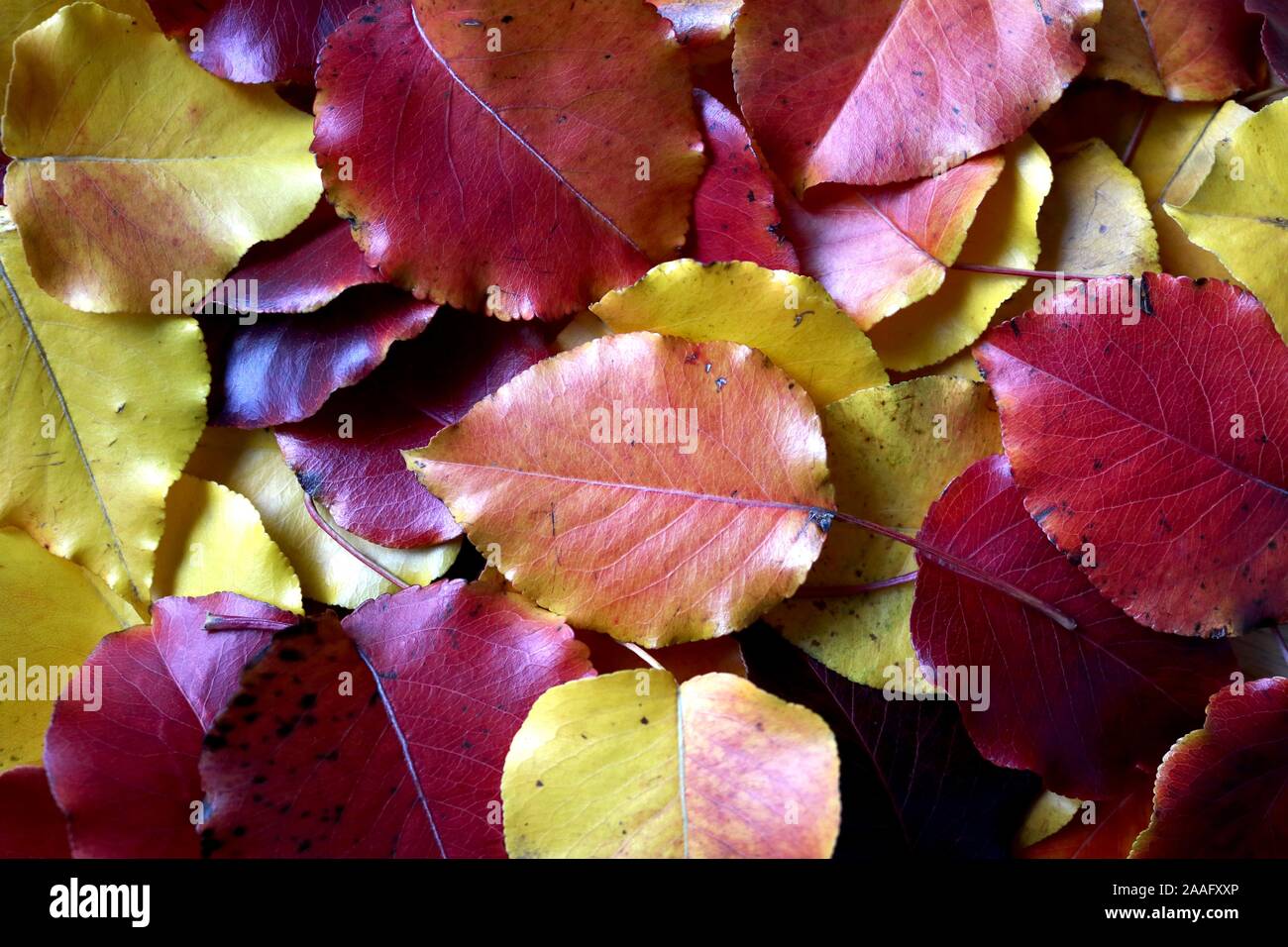 Indian Summer bunt leuchtenden Blätter auf Waldboden verstreut Stockfoto
