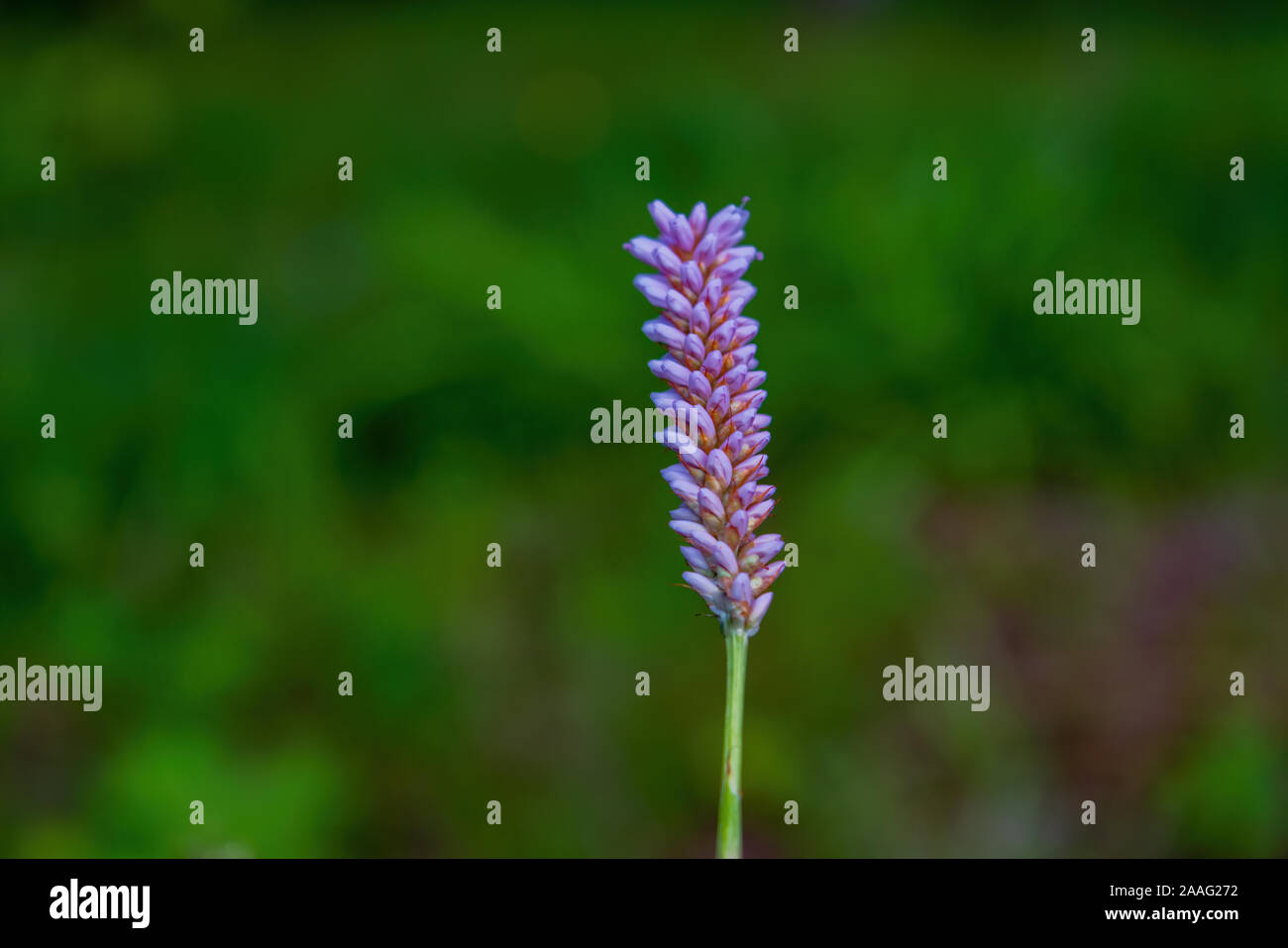 Blaue Blume in der Nähe. Frühling wilde Blumen auf natürlichen unscharfen dunklen Hintergrund, Soft Focus. Stockfoto