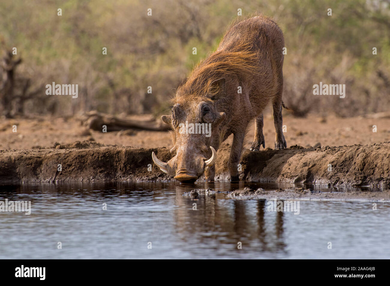 Warzenschwein Trinken an der Wasserstelle mit Reflektion Stockfoto