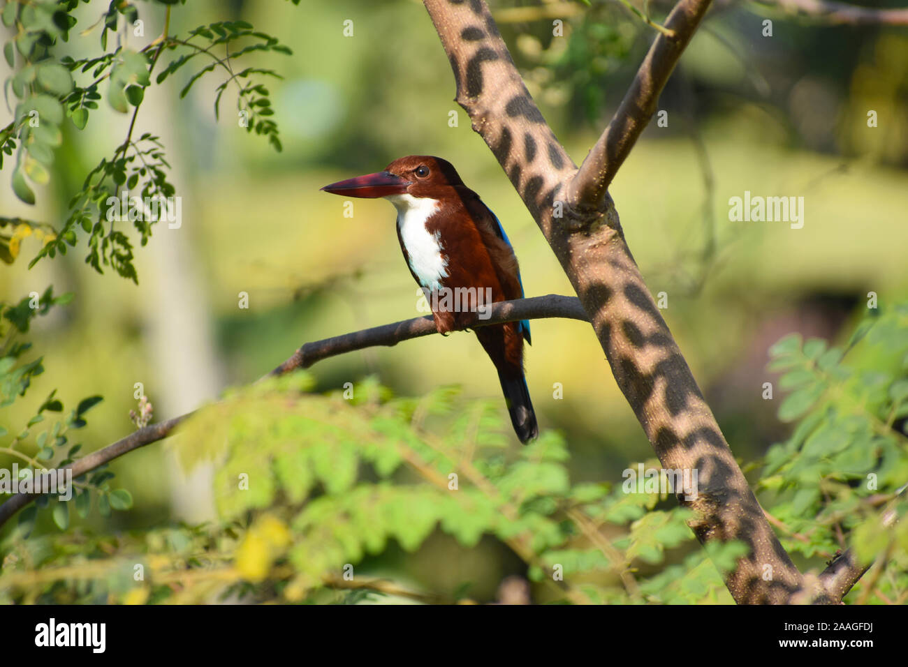 Eisvogel Vogel sitzt auf Baum, Assam, Indien Stockfoto