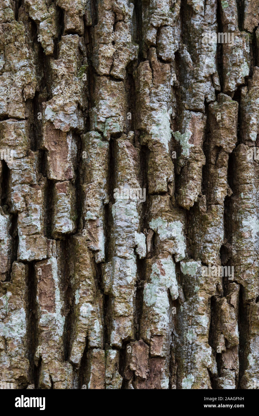 Alter Baum, Rinde, Baumrinde, Urwald, Eiche (Quercus robur