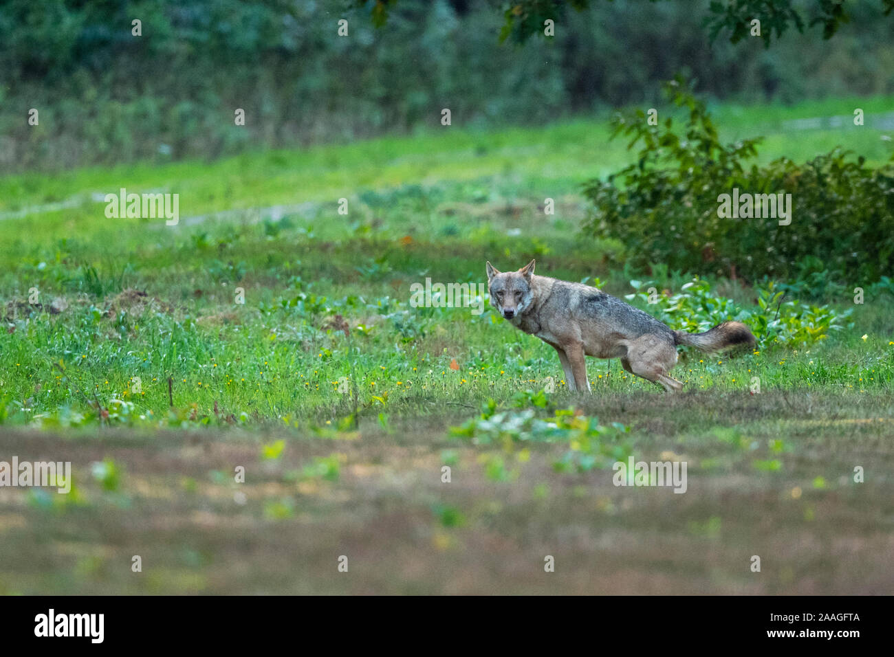 Wolf in freier Wildbahn, Nahrungssuche im Winter, Finnland. Stockfoto