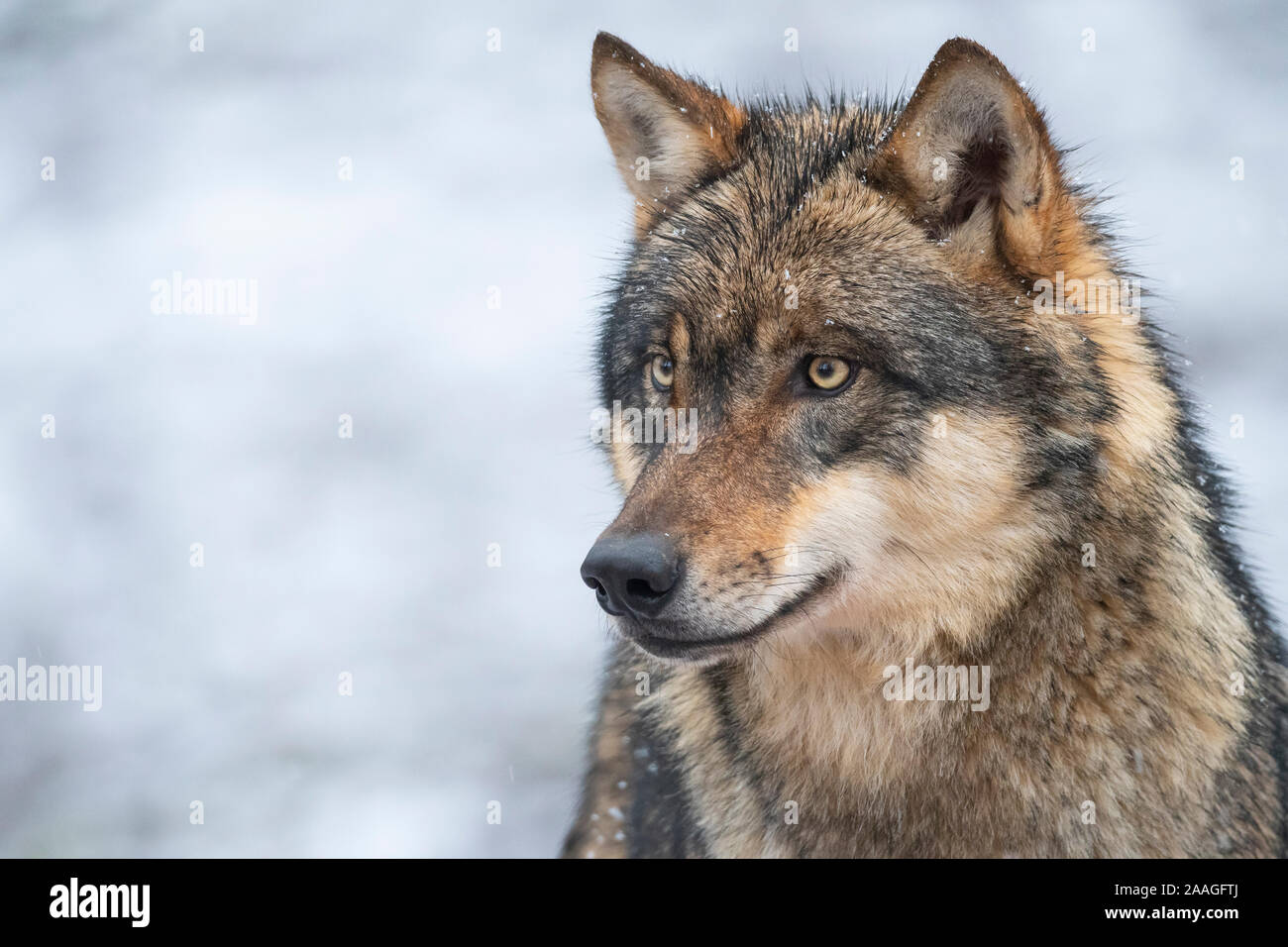 Wolf, Portraet, Finnland, Tierwelt, Stockfoto