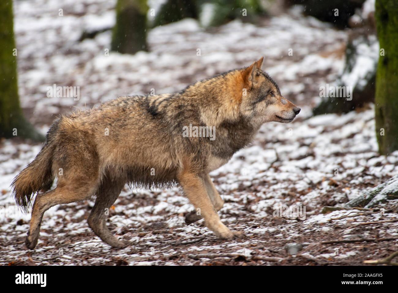 Wolf im Winter, Finnland, (Canis lupus), Stockfoto